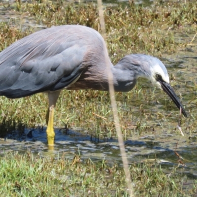 Egretta novaehollandiae (White-faced Heron) at Fyshwick, ACT - 7 Feb 2024 by RodDeb