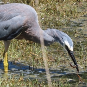 Egretta novaehollandiae at Jerrabomberra Wetlands - 7 Feb 2024