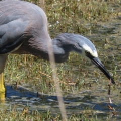 Egretta novaehollandiae at Jerrabomberra Wetlands - 7 Feb 2024