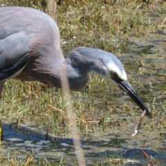 Egretta novaehollandiae at Jerrabomberra Wetlands - 7 Feb 2024