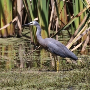 Egretta novaehollandiae at Jerrabomberra Wetlands - 7 Feb 2024