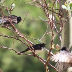 Rhipidura leucophrys (Willie Wagtail) at Jerrabomberra Wetlands - 7 Feb 2024 by RodDeb