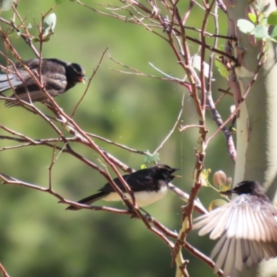 Rhipidura leucophrys (Willie Wagtail) at Fyshwick, ACT - 7 Feb 2024 by RodDeb