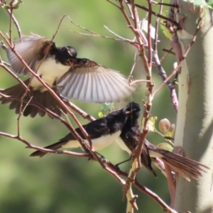 Rhipidura leucophrys at Jerrabomberra Wetlands - 7 Feb 2024