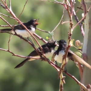 Rhipidura leucophrys at Jerrabomberra Wetlands - 7 Feb 2024