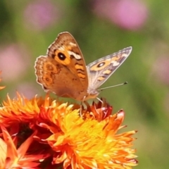 Junonia villida (Meadow Argus) at Macarthur, ACT - 7 Feb 2024 by RodDeb