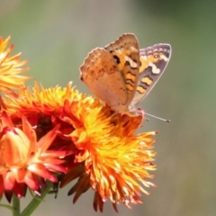 Junonia villida at Macarthur, ACT - 7 Feb 2024