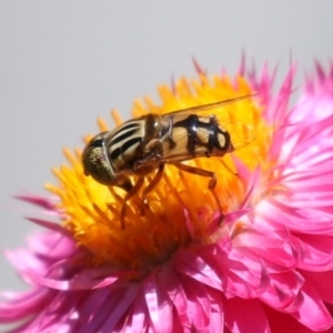 Eristalinus punctulatus at Macarthur, ACT - 7 Feb 2024 01:50 PM