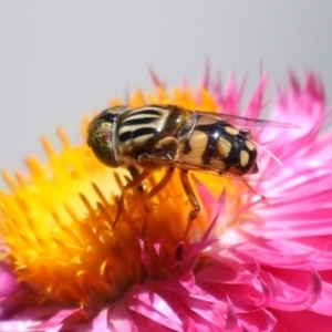 Eristalinus punctulatus at Macarthur, ACT - 7 Feb 2024 01:50 PM