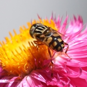 Eristalinus punctulatus at Macarthur, ACT - 7 Feb 2024 01:50 PM