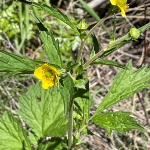 Geum urbanum at Anembo, NSW - 7 Feb 2024