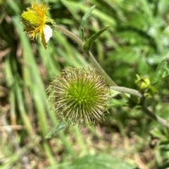 Geum urbanum at Anembo, NSW - 7 Feb 2024