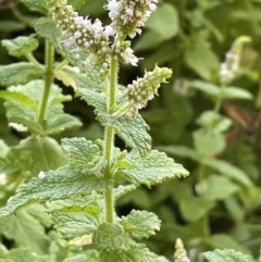 Mentha suaveolens (Apple Mint) at Anembo, NSW - 7 Feb 2024 by JaneR