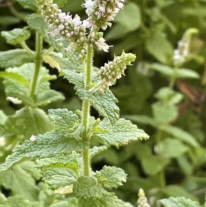 Mentha suaveolens at Anembo, NSW - 7 Feb 2024