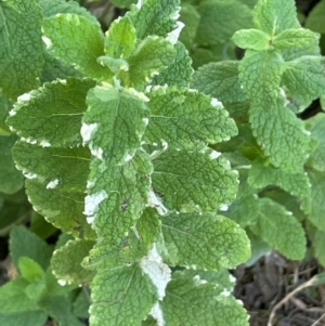 Mentha suaveolens at Anembo, NSW - 7 Feb 2024