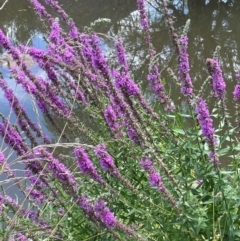 Lythrum salicaria (Purple Loosestrife) at Jerangle, NSW - 7 Feb 2024 by JaneR