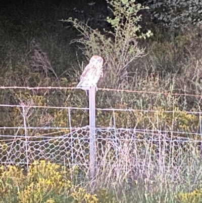 Ninox boobook (Southern Boobook) at Molonglo River Reserve - 7 Feb 2024 by SteveBorkowskis