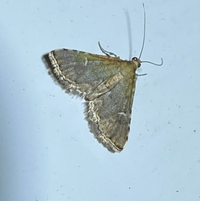 Metasia capnochroa (Smokey Metasia Moth) at Molonglo River Reserve - 7 Feb 2024 by SteveBorkowskis