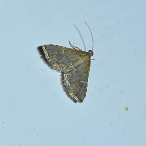 Metasia capnochroa at Molonglo River Reserve - 7 Feb 2024 09:07 PM