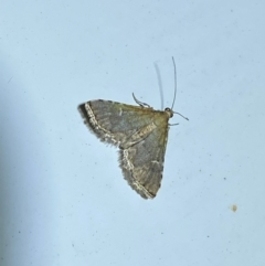 Metasia capnochroa at Molonglo River Reserve - 7 Feb 2024 09:07 PM