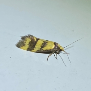 Olbonoma triptycha at Molonglo River Reserve - 7 Feb 2024