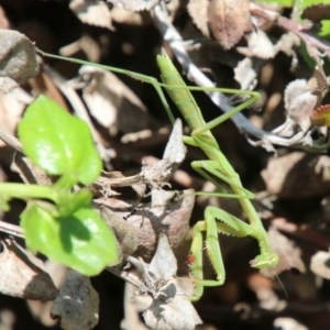 Pseudomantis albofimbriata at Alpine - 26 Dec 2023