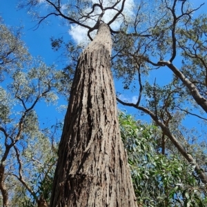 Eucalyptus macrorhyncha subsp. macrorhyncha at Chiltern-Mt Pilot National Park - 7 Feb 2024