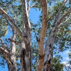 Eucalyptus camaldulensis subsp. camaldulensis at Wangaratta South, VIC - 7 Feb 2024