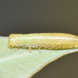 Paropsini sp. (tribe) at Dryandra St Woodland - 7 Feb 2024