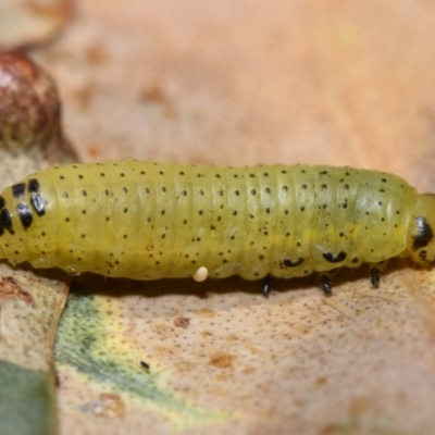Paropsini sp. (tribe) (Unidentified paropsine leaf beetle) at Dryandra St Woodland - 7 Feb 2024 by DianneClarke