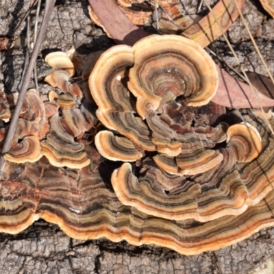 Trametes versicolor (Turkey Tail) at O'Connor, ACT - 6 Feb 2024 by DianneClarke