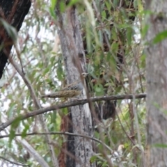 Cinclosoma punctatum (Spotted Quail-thrush) at Upper Nepean - 12 Dec 2023 by JanHartog