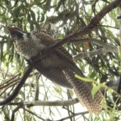 Eudynamys orientalis (Pacific Koel) at GG182 - 5 Feb 2024 by KMcCue