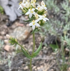 Centaurium erythraea (Common Centaury) at QPRC LGA - 4 Feb 2024 by JaneR