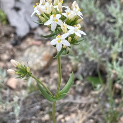 Centaurium erythraea (Common Centaury) at Bendoura, NSW - 4 Feb 2024 by JaneR