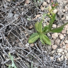 Centaurium erythraea at QPRC LGA - 4 Feb 2024