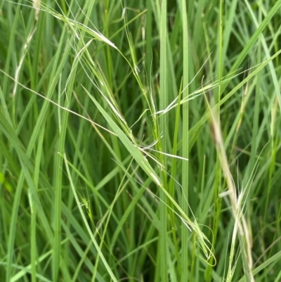 Microlaena stipoides (Weeping Grass) at QPRC LGA - 4 Feb 2024 by JaneR