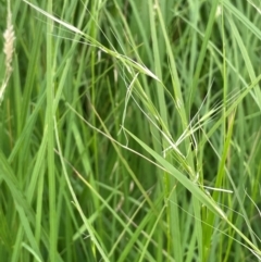 Microlaena stipoides at QPRC LGA - 4 Feb 2024 01:36 PM