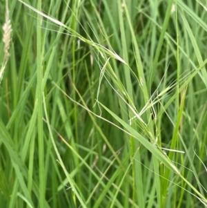 Microlaena stipoides at QPRC LGA - 4 Feb 2024