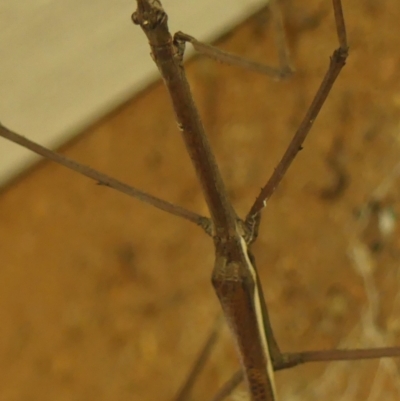 Unidentified Stick insect (Phasmatodea) at Braemar - 8 Feb 2024 by Curiosity