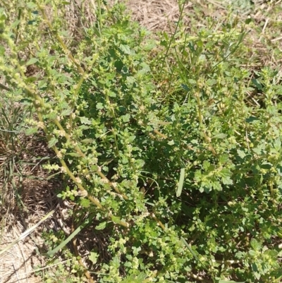 Dysphania pumilio (Small Crumbweed) at Symonston, ACT - 7 Feb 2024 by CallumBraeRuralProperty