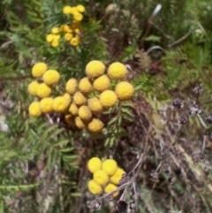 Tanacetum vulgare at Symonston, ACT - 7 Feb 2024