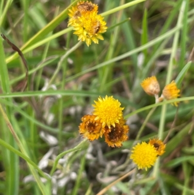 Coronidium gunnianum (Gunn's Everlasting) at QPRC LGA - 4 Feb 2024 by JaneR