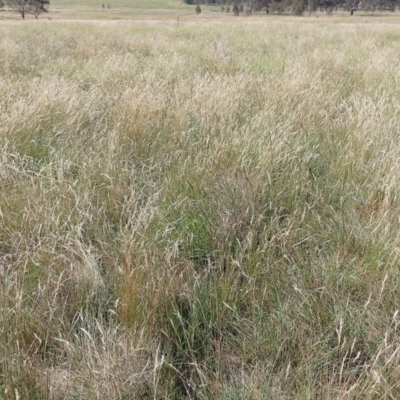 Rytidosperma sp. (Wallaby Grass) at Symonston, ACT - 4 Feb 2024 by CallumBraeRuralProperty