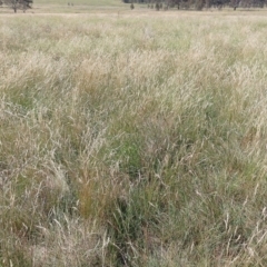 Rytidosperma sp. (Wallaby Grass) at Symonston, ACT - 3 Feb 2024 by CallumBraeRuralProperty