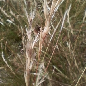 Rytidosperma sp. at Symonston, ACT - 4 Feb 2024 10:28 AM