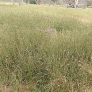 Bothriochloa macra at Symonston, ACT - 4 Feb 2024