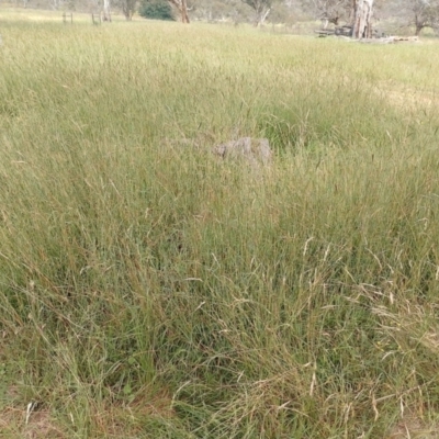 Bothriochloa macra (Red Grass, Red-leg Grass) at Symonston, ACT - 3 Feb 2024 by CallumBraeRuralProperty