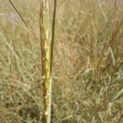 Bothriochloa macra at Symonston, ACT - 4 Feb 2024 09:06 AM