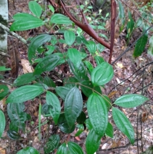 Rhodamnia rubescens at Gleniffer, NSW - suppressed